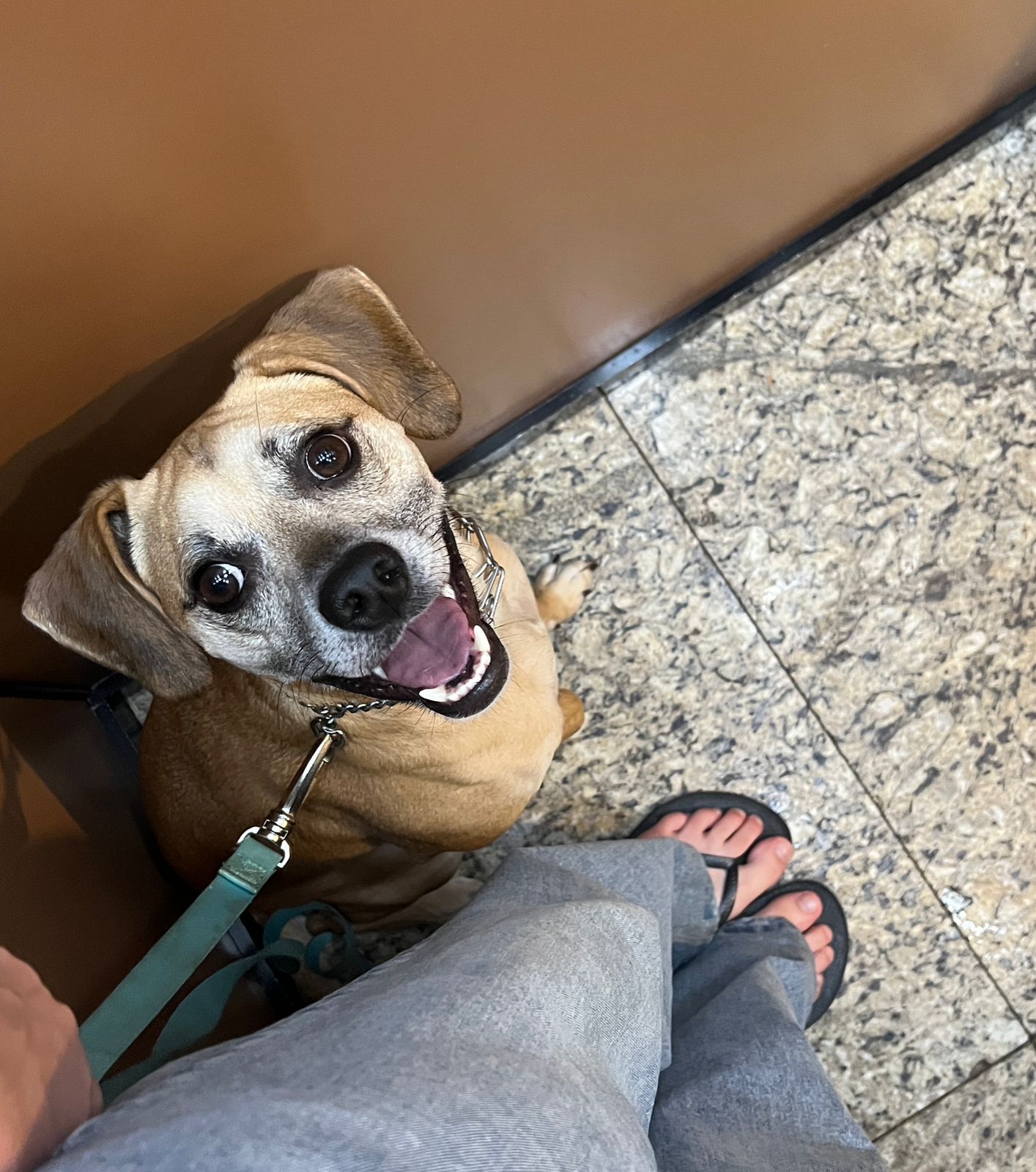 Decifra Cão Adestramento - O que realmente faz diferença no dia a dia com o cão